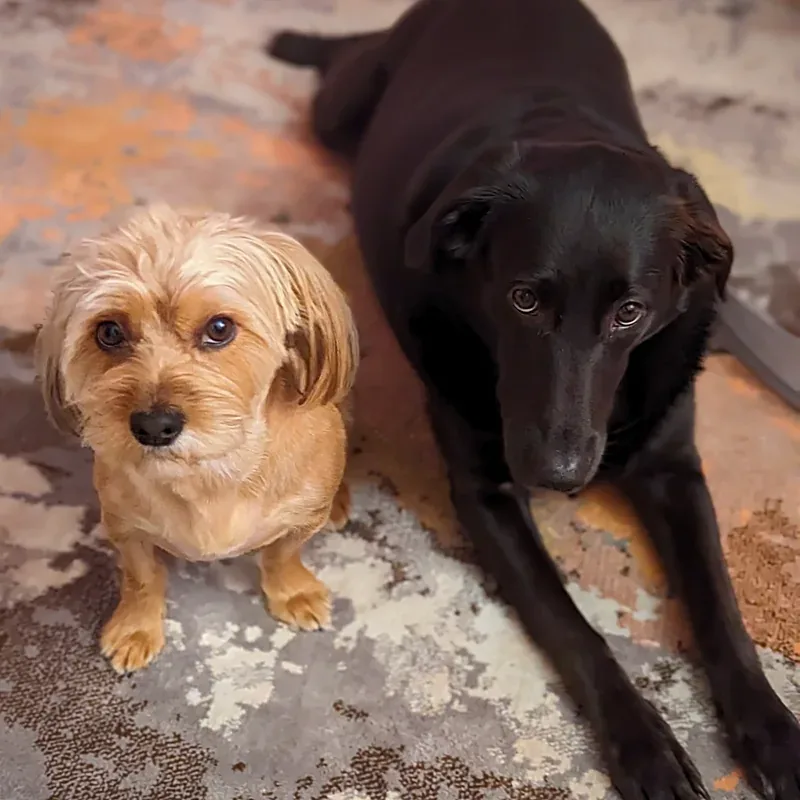 Our dogs Ivy, a small blond Yorkie, and Sparky, a black Lab, lying together on a rug at home.